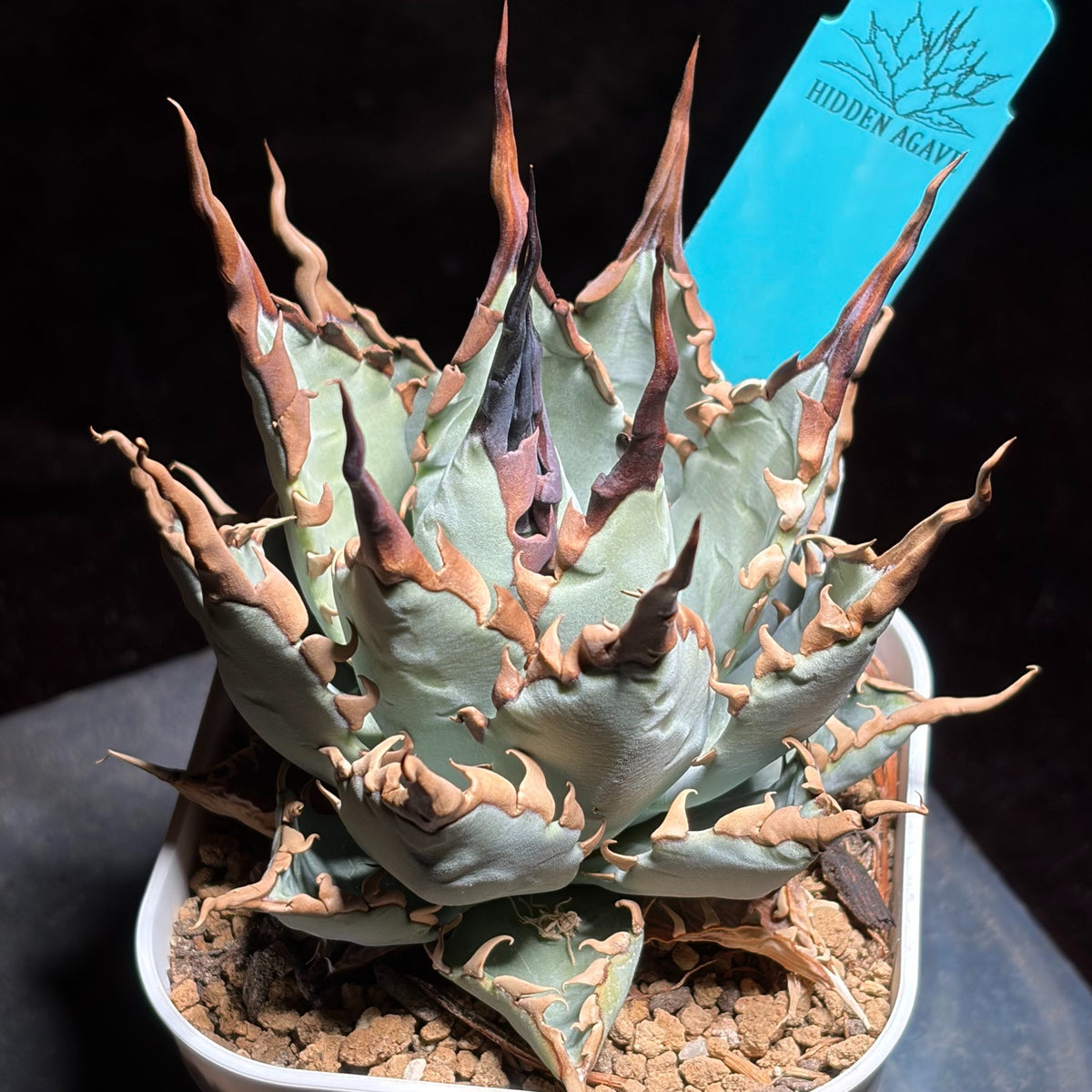 アガベ ハイブリッド エボリスピナ × チタノタ ブラックアンドブルー（Agave hybrid eborispina × titanota 'Black and Blue'）