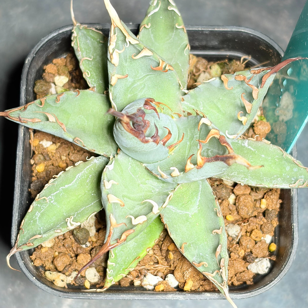 アガベ ハイブリッド エボリスピナ × チタノタ ブラックアンドブルー（Agave hybrid eborispina × titanota 'Black and Blue'）