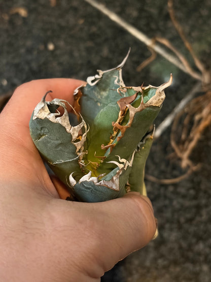アガベ・オテロイ 子株（pup） イタリア産（Agave oteroi from Italy, pup）