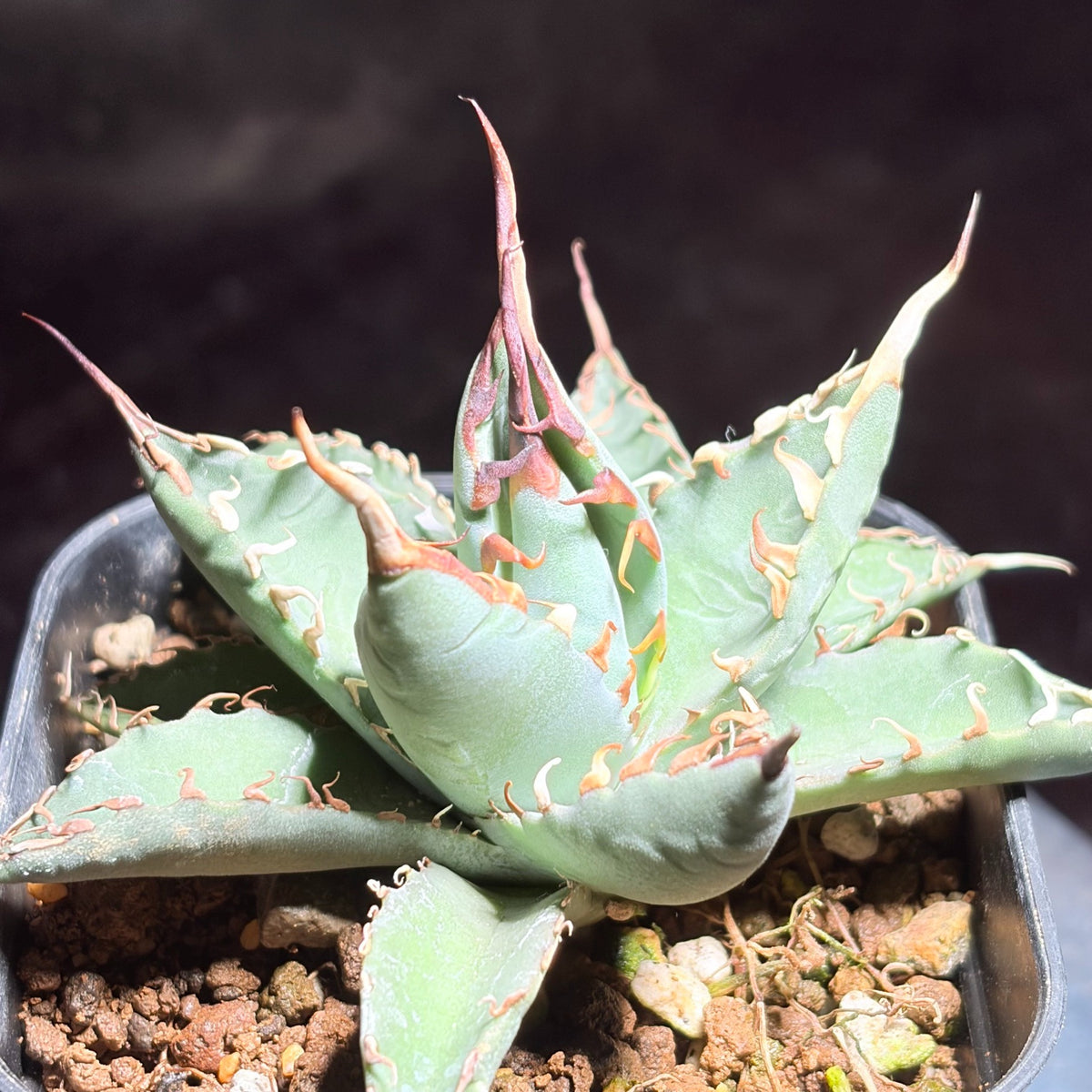 アガベ ハイブリッド エボリスピナ × チタノタ ブラックアンドブルー（Agave hybrid eborispina × titanota 'Black and Blue'）