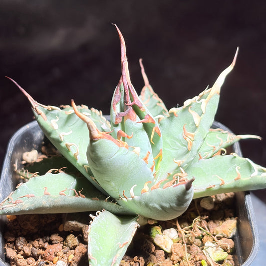 アガベ ハイブリッド エボリスピナ × チタノタ ブラックアンドブルー（Agave hybrid eborispina × titanota 'Black and Blue'）