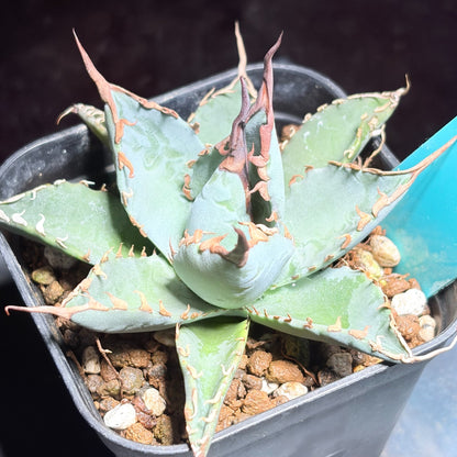 アガベ ハイブリッド エボリスピナ × チタノタ ブラックアンドブルー（Agave hybrid eborispina × titanota 'Black and Blue'）