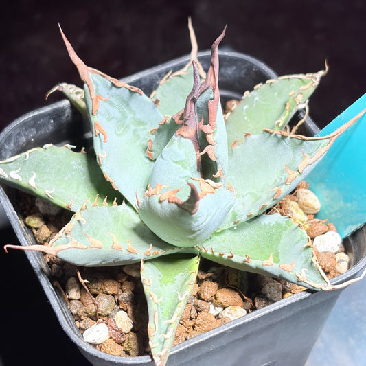 アガベ ハイブリッド エボリスピナ × チタノタ ブラックアンドブルー（Agave hybrid eborispina × titanota 'Black and Blue'）