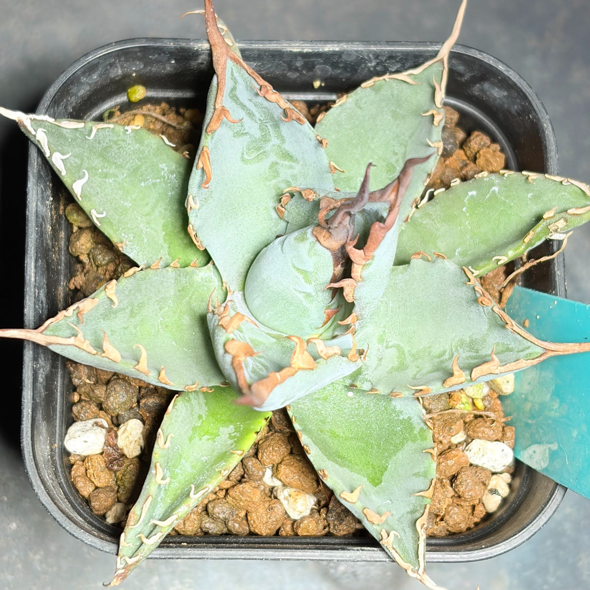 アガベ ハイブリッド エボリスピナ × チタノタ ブラックアンドブルー（Agave hybrid eborispina × titanota 'Black and Blue'）