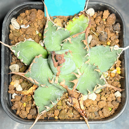 アガベ ハイブリッド エボリスピナ × チタノタ ブラックアンドブルー（Agave hybrid eborispina × titanota 'Black and Blue'）