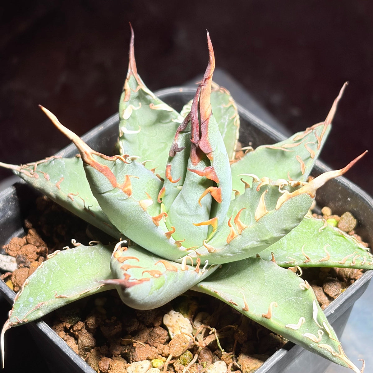 アガベ ハイブリッド エボリスピナ × チタノタ ブラックアンドブルー（Agave hybrid eborispina × titanota 'Black and Blue'）