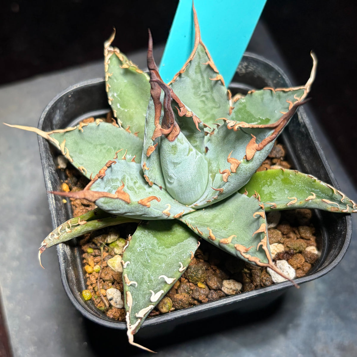 アガベ ハイブリッド エボリスピナ × チタノタ ブラックアンドブルー（Agave hybrid eborispina × titanota 'Black and Blue'）