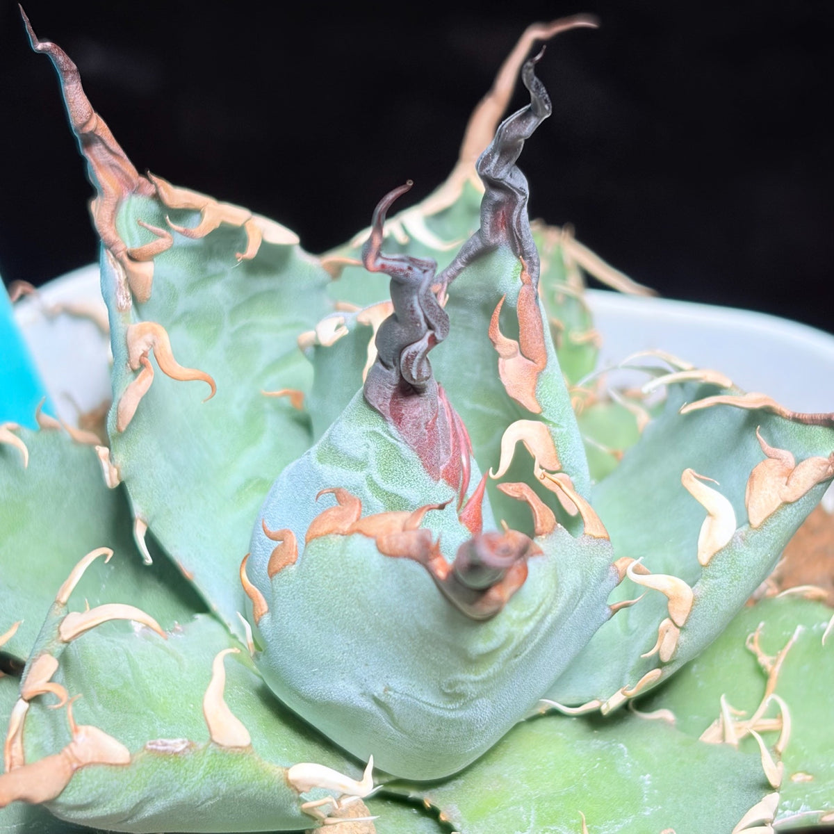 アガベ ハイブリッド エボリスピナ × チタノタ ブラックアンドブルー（Agave hybrid eborispina × titanota 'Black and Blue'）