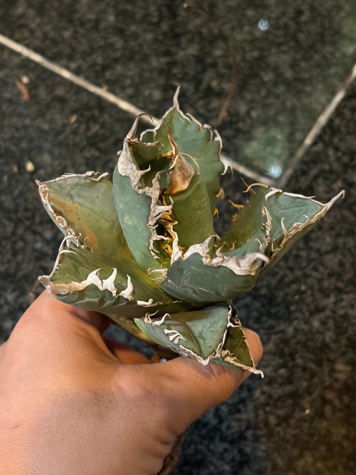 アガベ・オテロイ 子株（pup） イタリア産（Agave oteroi from Italy, pup）