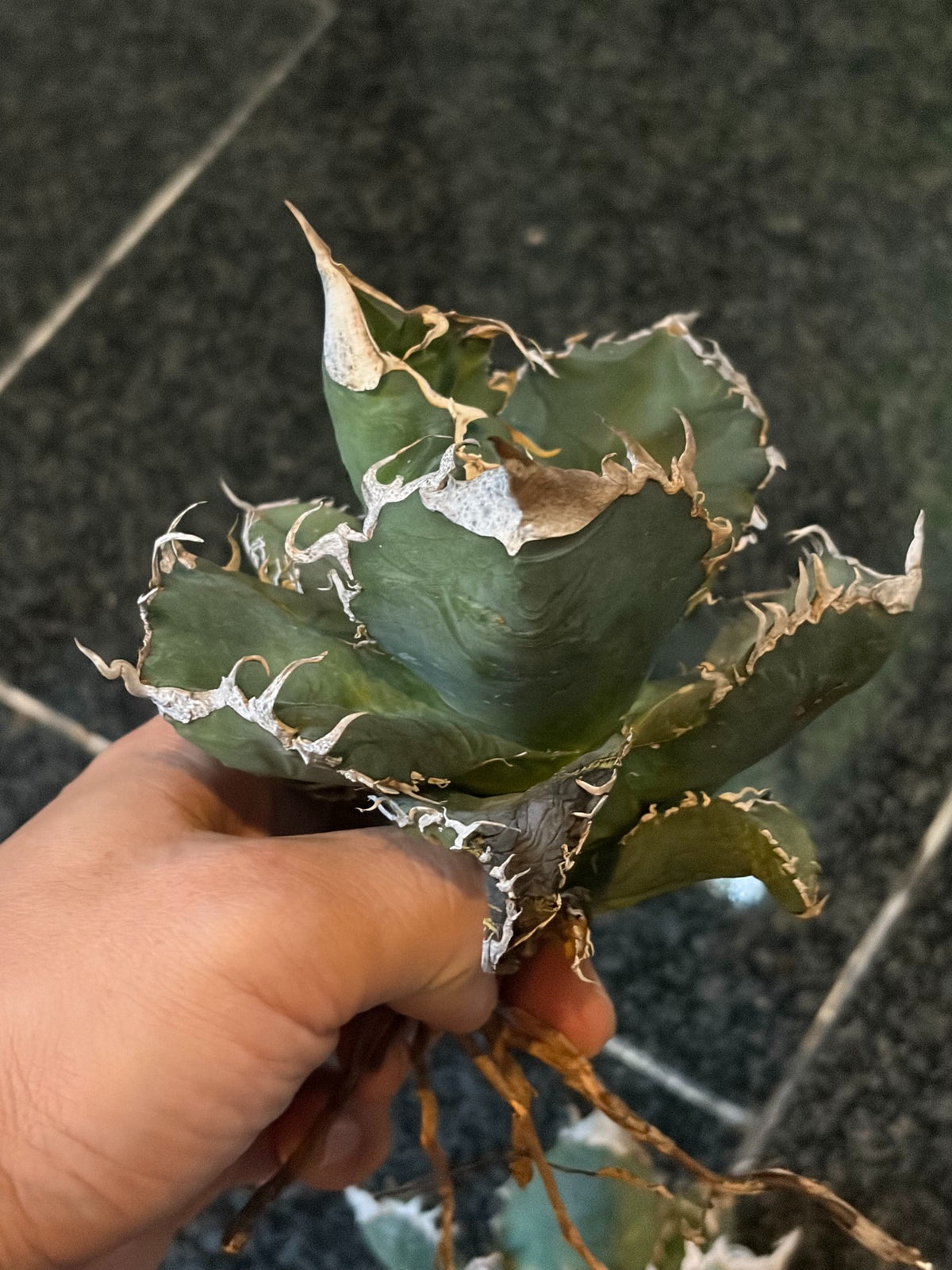 アガベ・オテロイ 子株（pup） イタリア産（Agave oteroi from Italy, pup）