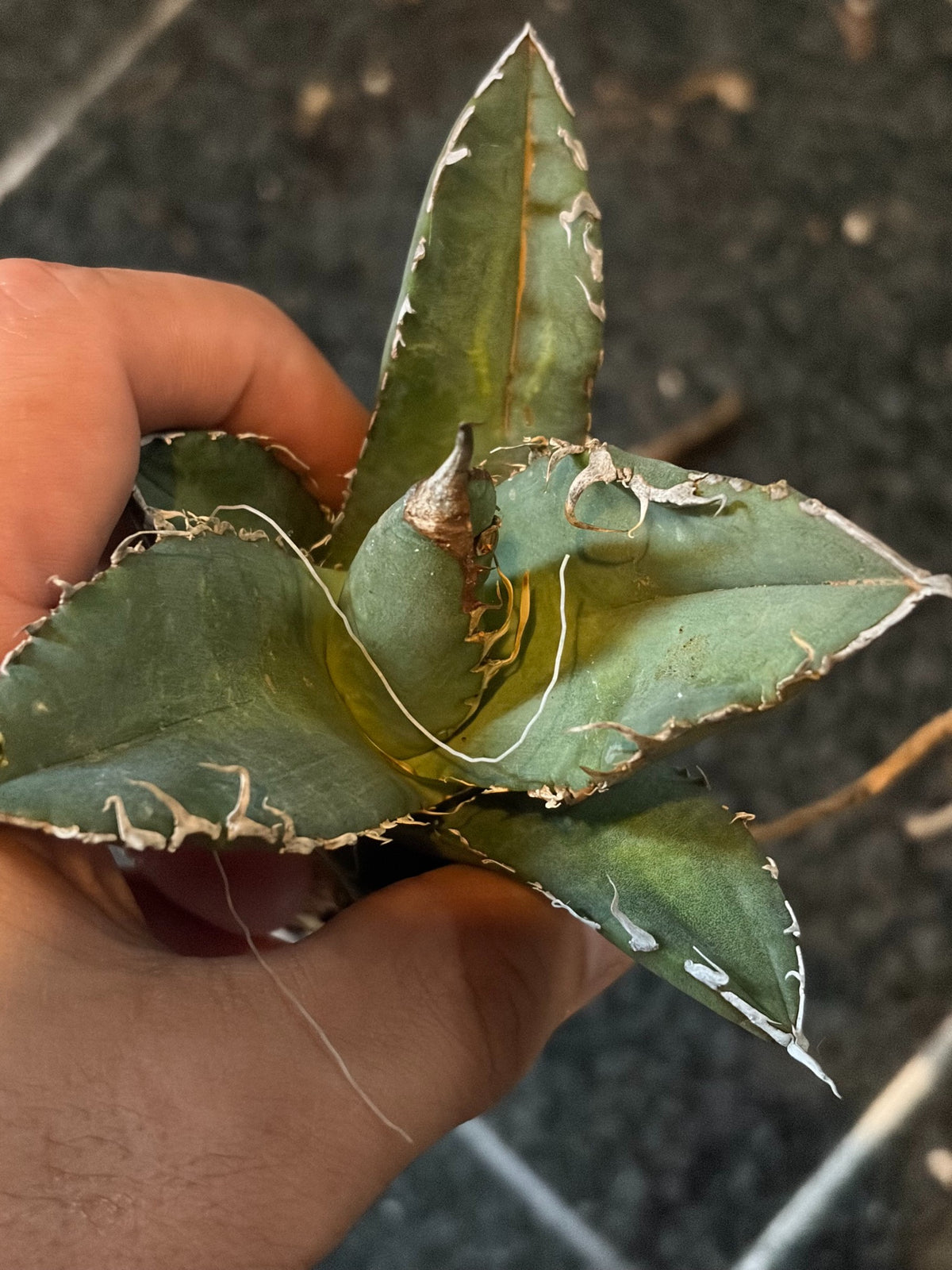 アガベ・オテロイ 子株（pup） イタリア産（Agave oteroi from Italy, pup）