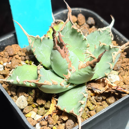 アガベ ハイブリッド エボリスピナ × チタノタ ブラックアンドブルー（Agave hybrid eborispina × titanota 'Black and Blue'）