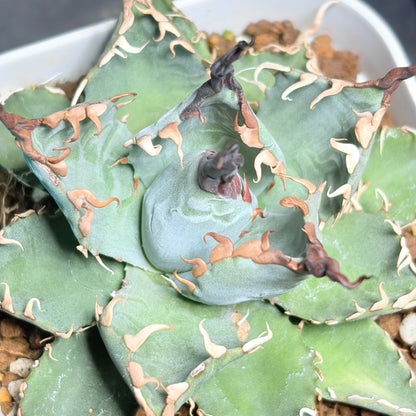 アガベ ハイブリッド エボリスピナ × チタノタ ブラックアンドブルー（Agave hybrid eborispina × titanota 'Black and Blue'）