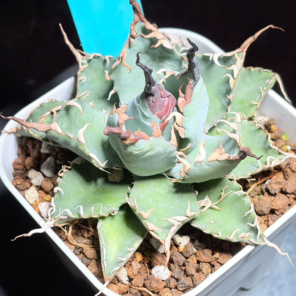 アガベ ハイブリッド エボリスピナ × チタノタ ブラックアンドブルー（Agave hybrid eborispina × titanota 'Black and Blue'）
