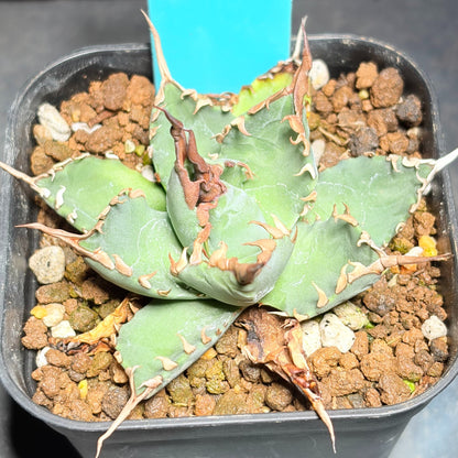 アガベ ハイブリッド エボリスピナ × チタノタ ブラックアンドブルー（Agave hybrid eborispina × titanota 'Black and Blue'）