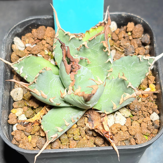 アガベ ハイブリッド エボリスピナ × チタノタ ブラックアンドブルー（Agave hybrid eborispina × titanota 'Black and Blue'）
