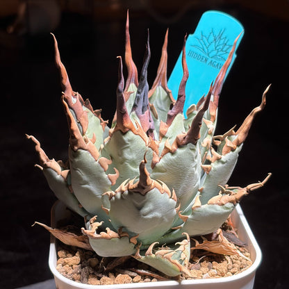 アガベ ハイブリッド エボリスピナ × チタノタ ブラックアンドブルー（Agave hybrid eborispina × titanota 'Black and Blue'）