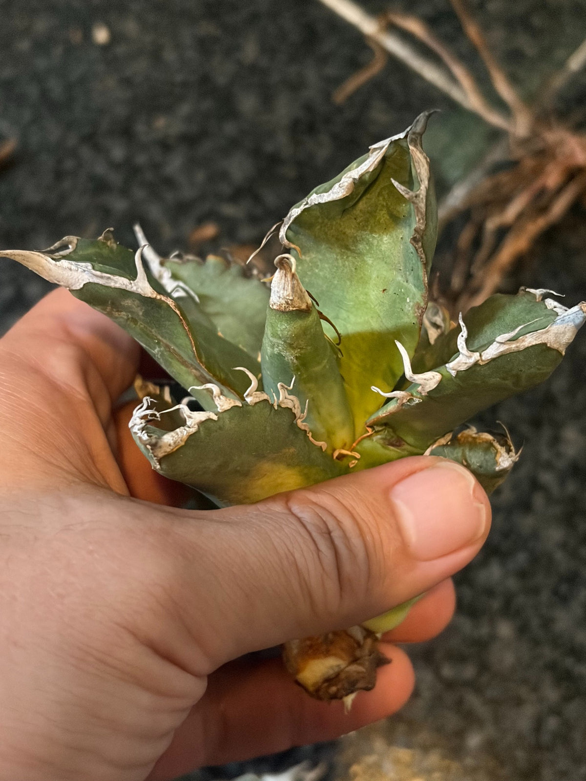 アガベ・オテロイ 子株（pup） イタリア産（Agave oteroi from Italy, pup）