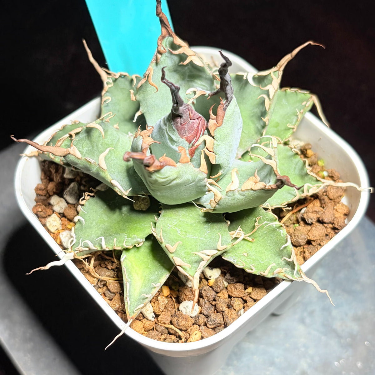 アガベ ハイブリッド エボリスピナ × チタノタ ブラックアンドブルー（Agave hybrid eborispina × titanota 'Black and Blue'）